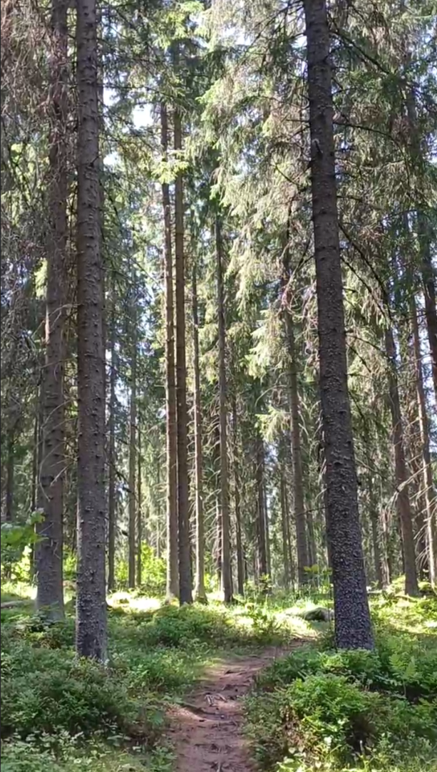 Kuvituskuva. Koillisväylän linjauksella sijaitsevaa metsää.